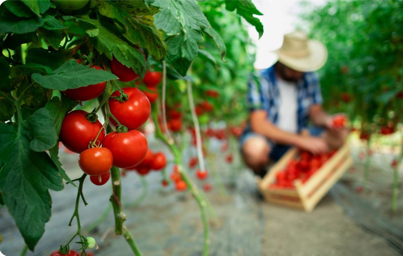Top Productos